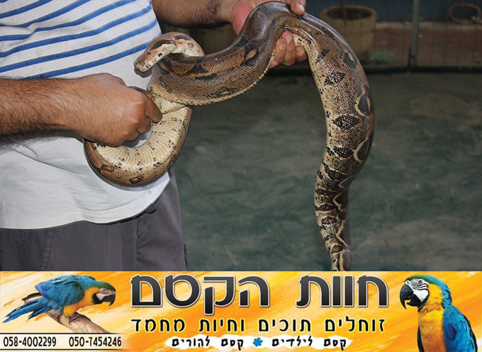 جديد في كفر قاسم - חוות הקסם